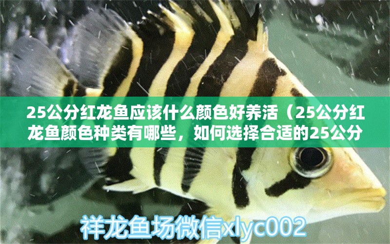 25公分紅龍魚應(yīng)該什么顏色好養(yǎng)活（25公分紅龍魚顏色種類有哪些，如何選擇合適的25公分紅龍魚顏色） 水族問答 第2張