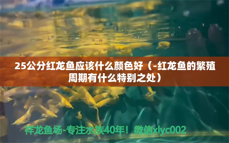 25公分紅龍魚應(yīng)該什么顏色好（-紅龍魚的繁殖周期有什么特別之處） 水族問答 第1張