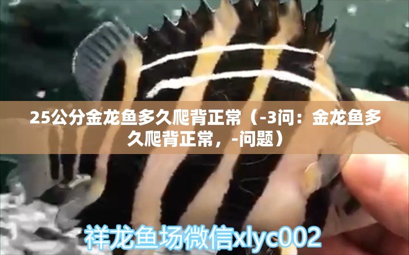 25公分金龍魚多久爬背正常（-3問：金龍魚多久爬背正常，-問題） 水族問答 第2張