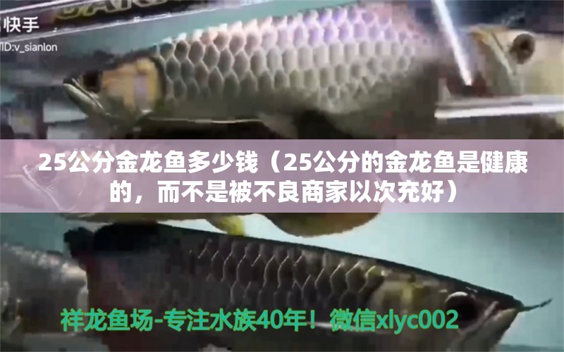 25公分金龍魚(yú)多少錢(qián)（25公分的金龍魚(yú)是健康的，而不是被不良商家以次充好） 水族問(wèn)答 第1張