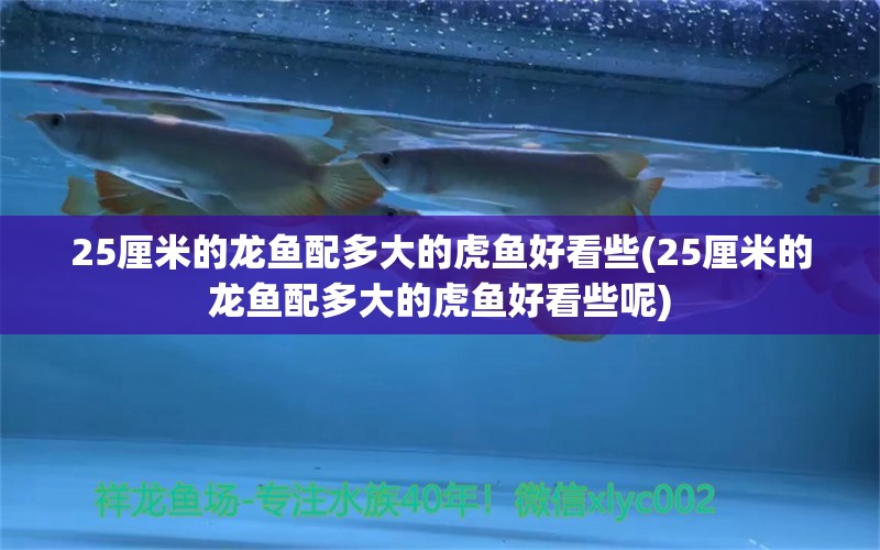 25厘米的龍魚配多大的虎魚好看些(25厘米的龍魚配多大的虎魚好看些呢)