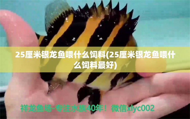 25厘米銀龍魚(yú)喂什么飼料(25厘米銀龍魚(yú)喂什么飼料最好) 銀龍魚(yú)