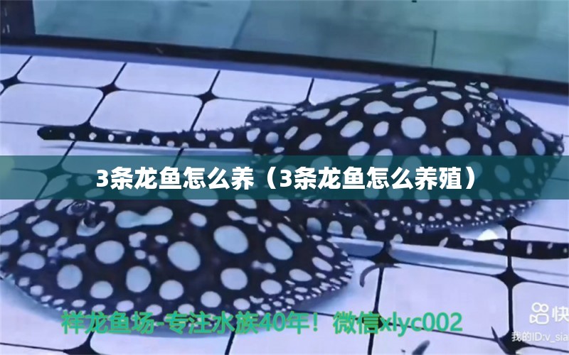 3條龍魚怎么養(yǎng)（3條龍魚怎么養(yǎng)殖）