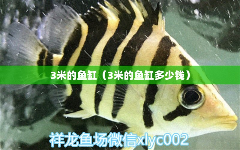 3米的魚缸（3米的魚缸多少錢）