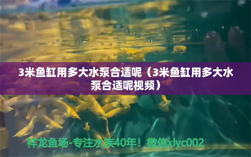 3米魚缸用多大水泵合適呢（3米魚缸用多大水泵合適呢視頻） 魚缸百科