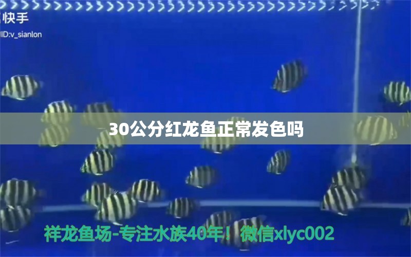 30公分紅龍魚正常發(fā)色嗎