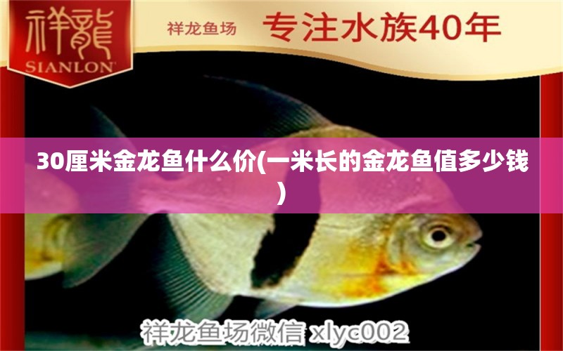 30厘米金龍魚(yú)什么價(jià)(一米長(zhǎng)的金龍魚(yú)值多少錢(qián)) 招財(cái)戰(zhàn)船魚(yú)