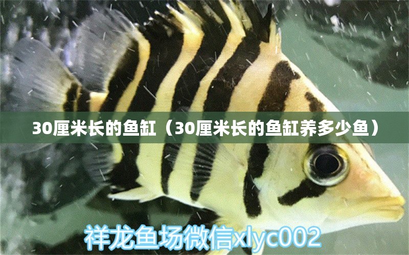 30厘米長的魚缸（30厘米長的魚缸養(yǎng)多少魚） 魚缸百科