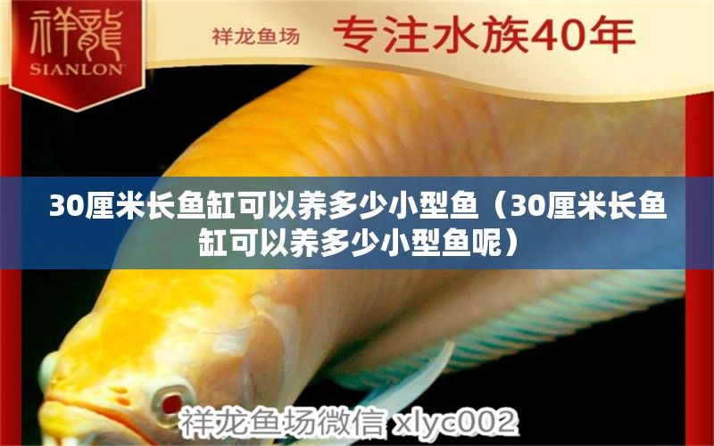 30厘米長魚缸可以養(yǎng)多少小型魚（30厘米長魚缸可以養(yǎng)多少小型魚呢）