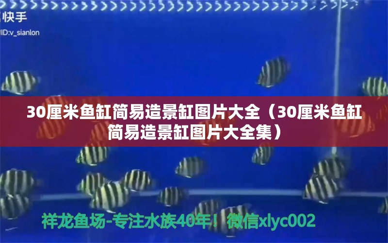 30厘米魚缸簡易造景缸圖片大全（30厘米魚缸簡易造景缸圖片大全集）