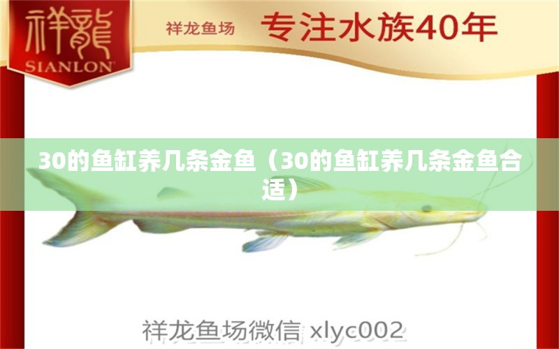 30的魚缸養(yǎng)幾條金魚（30的魚缸養(yǎng)幾條金魚合適） iwish愛唯希品牌魚缸