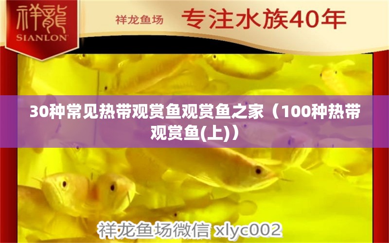 30種常見熱帶觀賞魚觀賞魚之家（100種熱帶觀賞魚(上)） 虎斑恐龍魚