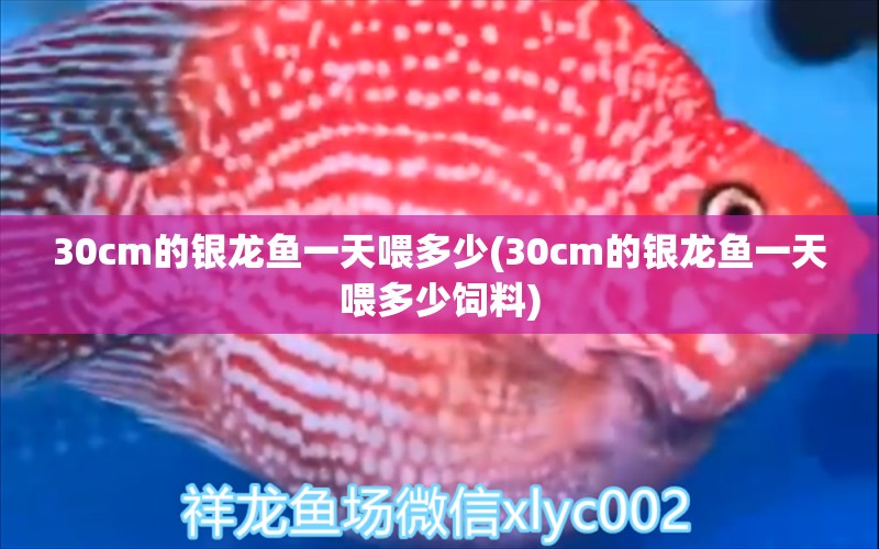 30cm的銀龍魚一天喂多少(30cm的銀龍魚一天喂多少飼料)