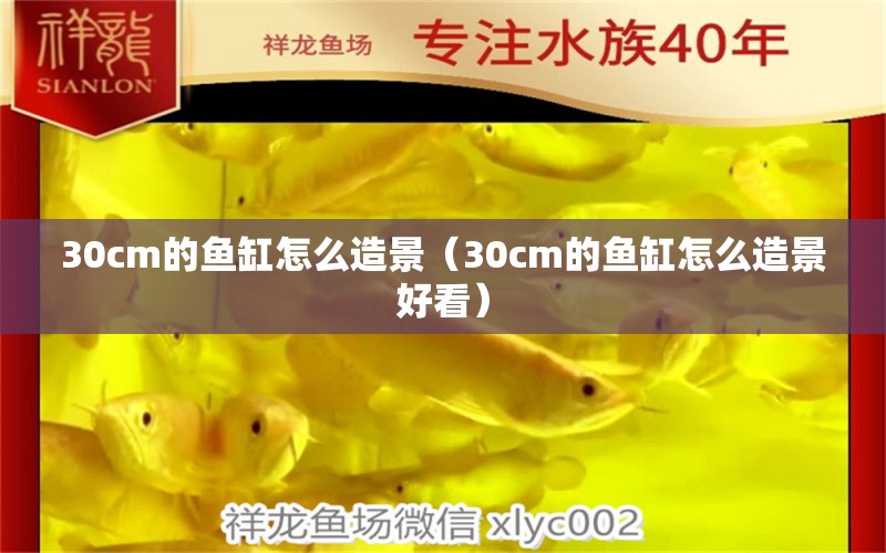 30cm的魚缸怎么造景（30cm的魚缸怎么造景好看）