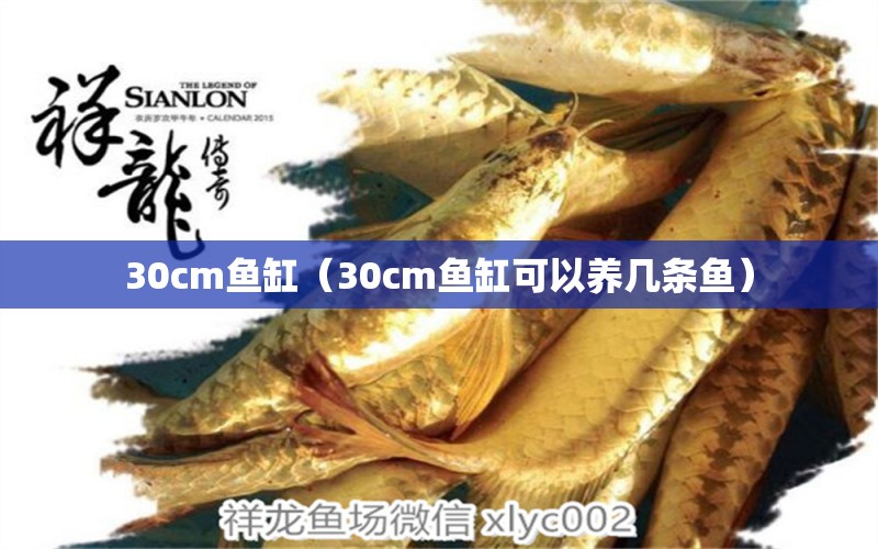 30cm魚缸（30cm魚缸可以養(yǎng)幾條魚） 其他品牌魚缸