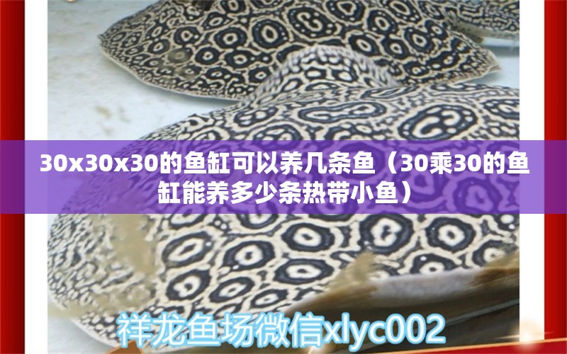 30x30x30的魚缸可以養(yǎng)幾條魚（30乘30的魚缸能養(yǎng)多少條熱帶小魚）