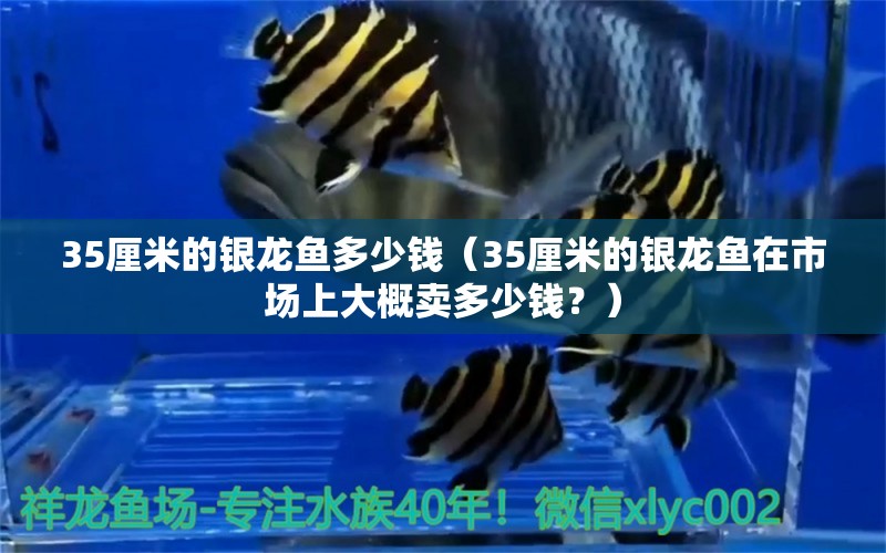 35厘米的銀龍魚多少錢（35厘米的銀龍魚在市場上大概賣多少錢？） 水族問答 第2張