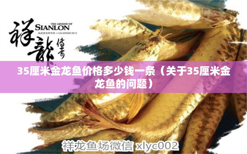 35厘米金龍魚價格多少錢一條（關于35厘米金龍魚的問題） 水族問答 第2張