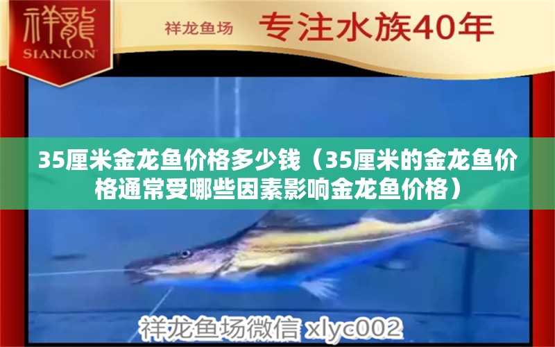 35厘米金龍魚價格多少錢（35厘米的金龍魚價格通常受哪些因素影響金龍魚價格） 水族問答 第1張