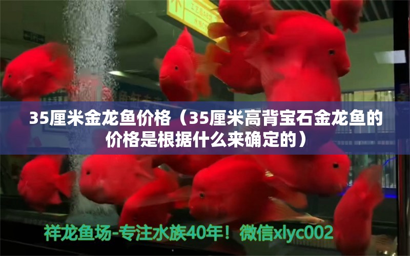 35厘米金龍魚價(jià)格（35厘米高背寶石金龍魚的價(jià)格是根據(jù)什么來(lái)確定的） 水族問(wèn)答 第1張