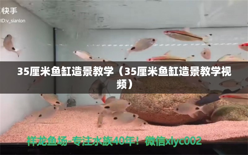 35厘米魚缸造景教學(xué)（35厘米魚缸造景教學(xué)視頻）