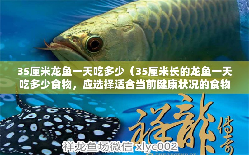 35厘米龍魚一天吃多少（35厘米長的龍魚一天吃多少食物，應(yīng)選擇適合當(dāng)前健康狀況的食物） 水族問答 第2張