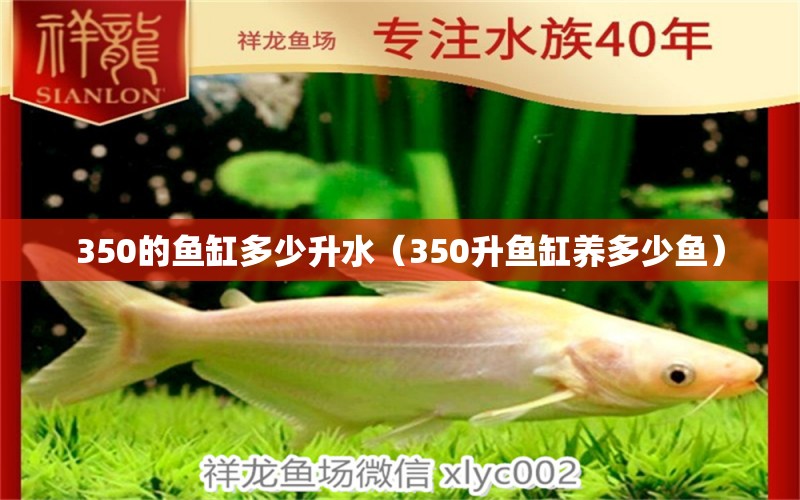 350的魚缸多少升水（350升魚缸養(yǎng)多少魚）