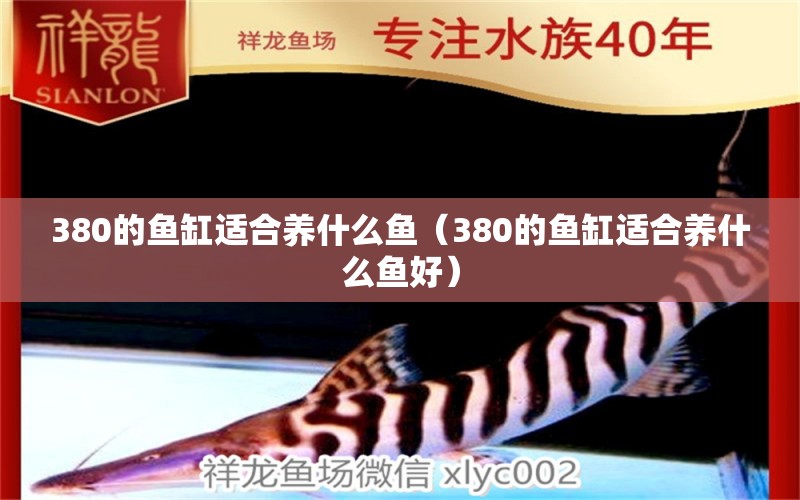 380的魚缸適合養(yǎng)什么魚（380的魚缸適合養(yǎng)什么魚好）