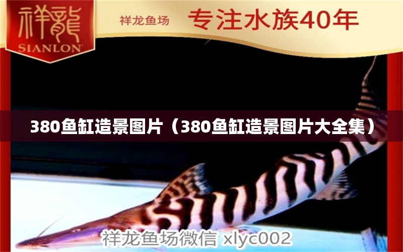 380魚缸造景圖片（380魚缸造景圖片大全集） 細(xì)線銀板魚苗