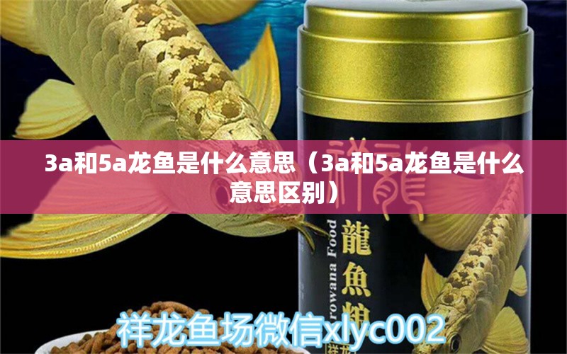 3a和5a龍魚是什么意思（3a和5a龍魚是什么意思區(qū)別）