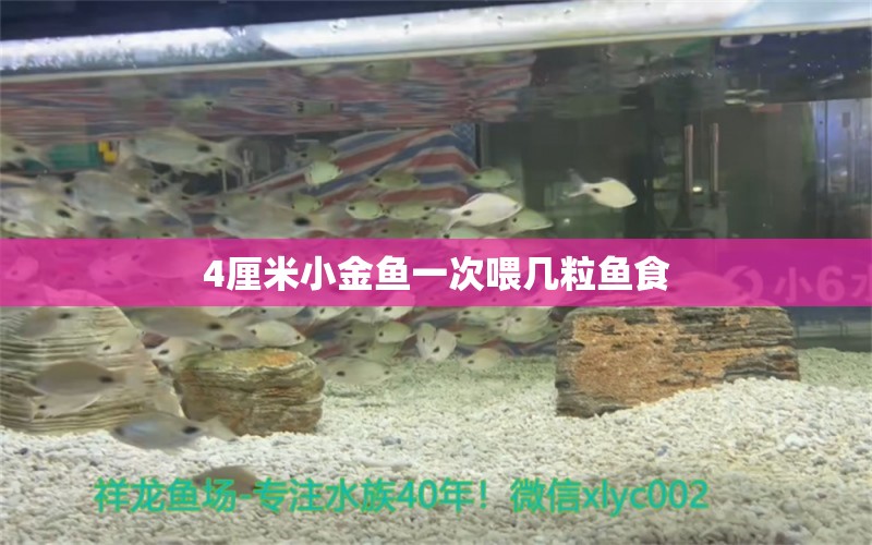 4厘米小金魚一次喂幾粒魚食