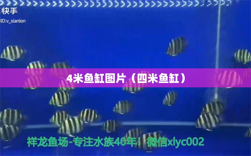 4米魚缸圖片（四米魚缸）