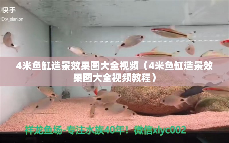 4米魚缸造景效果圖大全視頻（4米魚缸造景效果圖大全視頻教程）