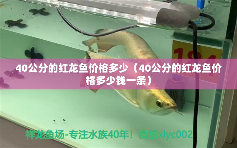 40公分的紅龍魚價格多少（40公分的紅龍魚價格多少錢一條） 印尼紅龍魚