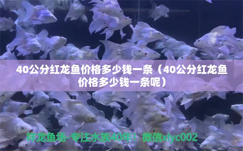 40公分紅龍魚價(jià)格多少錢一條（40公分紅龍魚價(jià)格多少錢一條呢） 印尼紅龍魚