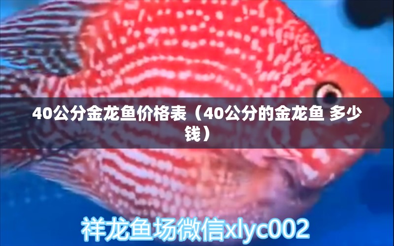 40公分金龍魚價格表（40公分的金龍魚 多少錢）