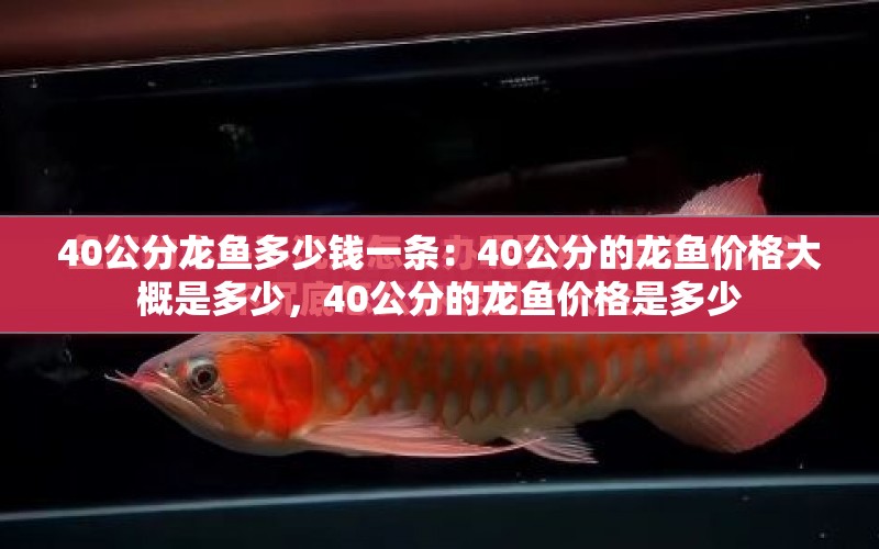 40公分龍魚多少錢一條：40公分的龍魚價(jià)格大概是多少，40公分的龍魚價(jià)格是多少 水族問答 第1張