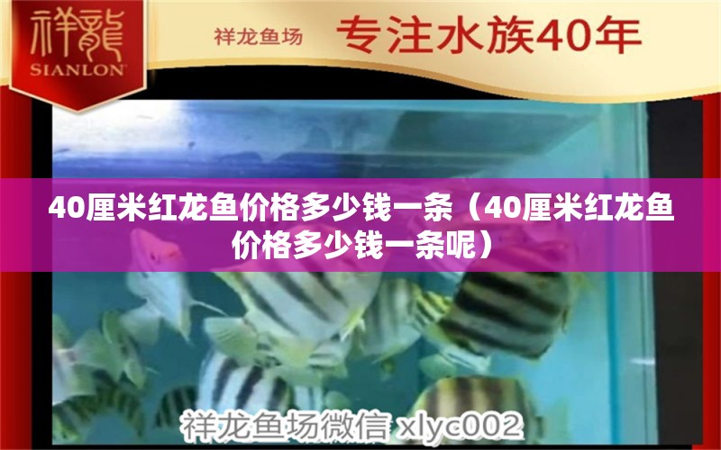 40厘米紅龍魚價格多少錢一條（40厘米紅龍魚價格多少錢一條呢）