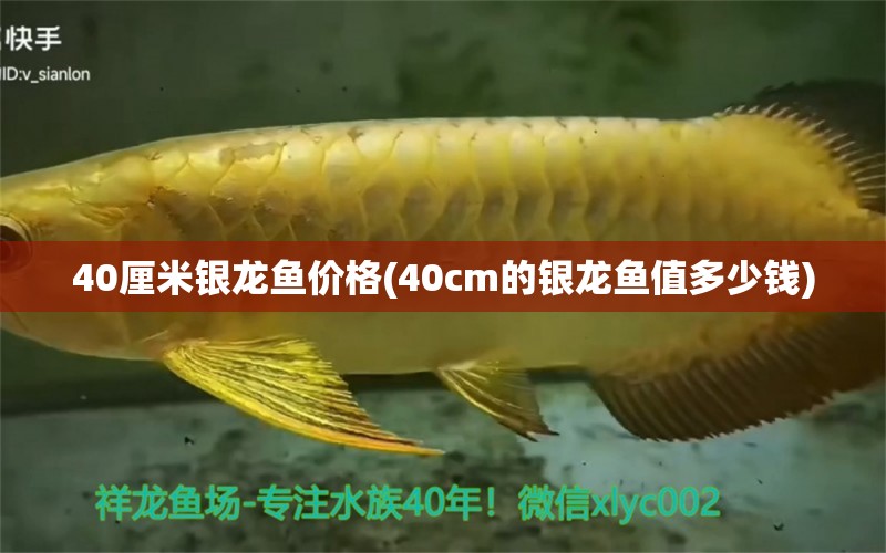 40厘米銀龍魚價格(40cm的銀龍魚值多少錢) 銀龍魚