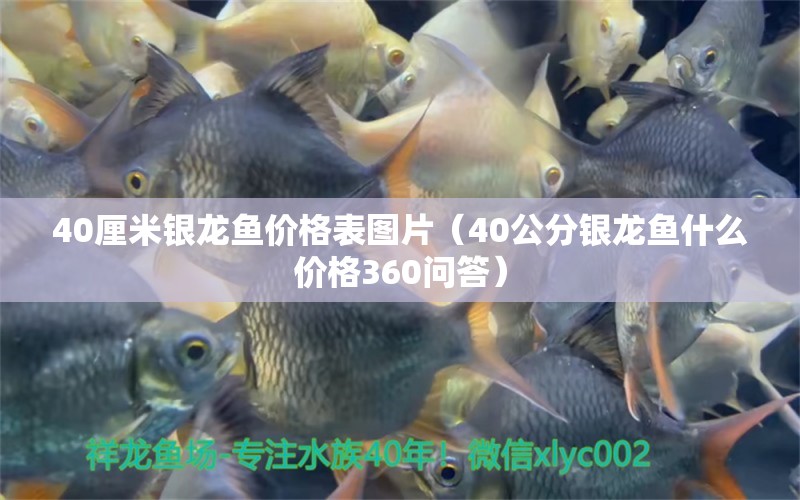 40厘米銀龍魚價(jià)格表圖片（40公分銀龍魚什么價(jià)格360問答） 龍魚百科 第2張