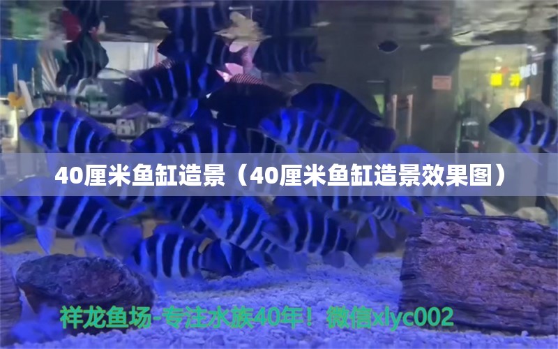 40厘米魚缸造景（40厘米魚缸造景效果圖） 魚缸百科