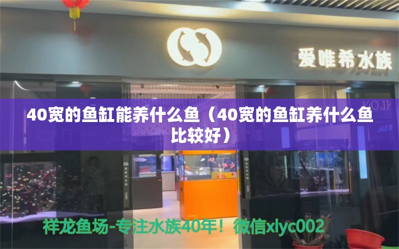 40寬的魚缸能養(yǎng)什么魚（40寬的魚缸養(yǎng)什么魚比較好） 觀賞魚市場（混養(yǎng)魚）