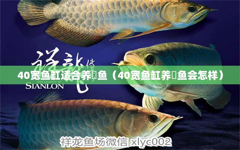 40寬魚缸適合養(yǎng)魟魚（40寬魚缸養(yǎng)魟魚會怎樣）