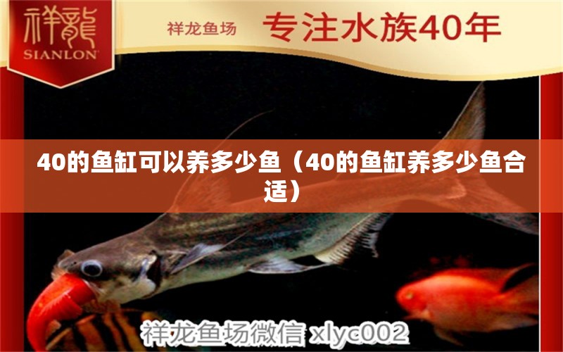 40的魚(yú)缸可以養(yǎng)多少魚(yú)（40的魚(yú)缸養(yǎng)多少魚(yú)合適） 黃金夢(mèng)幻雷龍魚(yú)