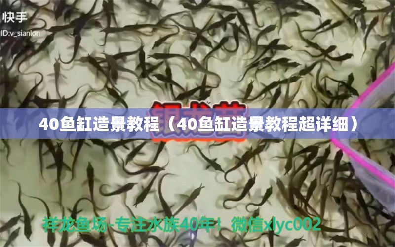 40魚缸造景教程（40魚缸造景教程超詳細） 魚缸百科