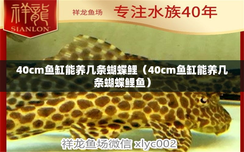 40cm魚缸能養(yǎng)幾條蝴蝶鯉（40cm魚缸能養(yǎng)幾條蝴蝶鯉魚）