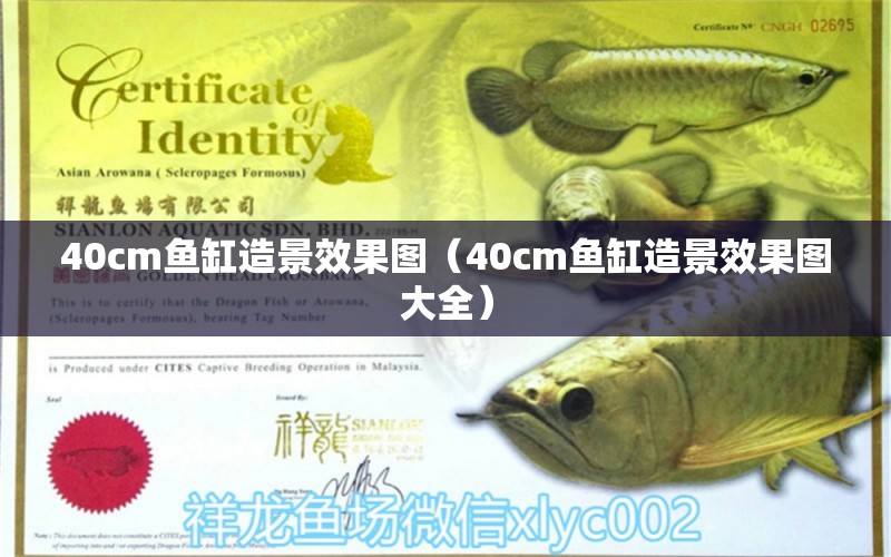 40cm魚缸造景效果圖（40cm魚缸造景效果圖大全）