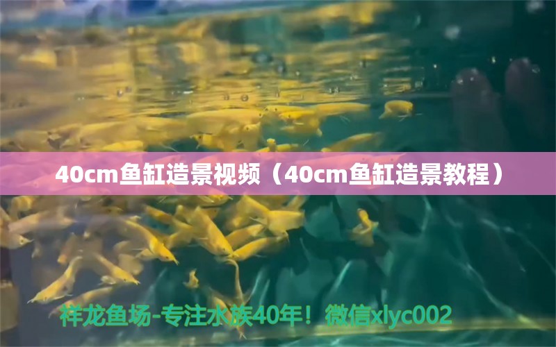 40cm魚缸造景視頻（40cm魚缸造景教程）