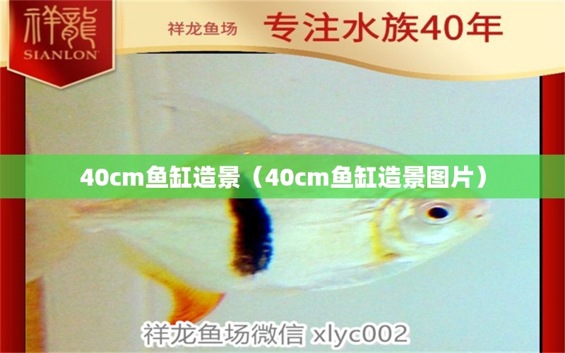 40cm魚缸造景（40cm魚缸造景圖片）