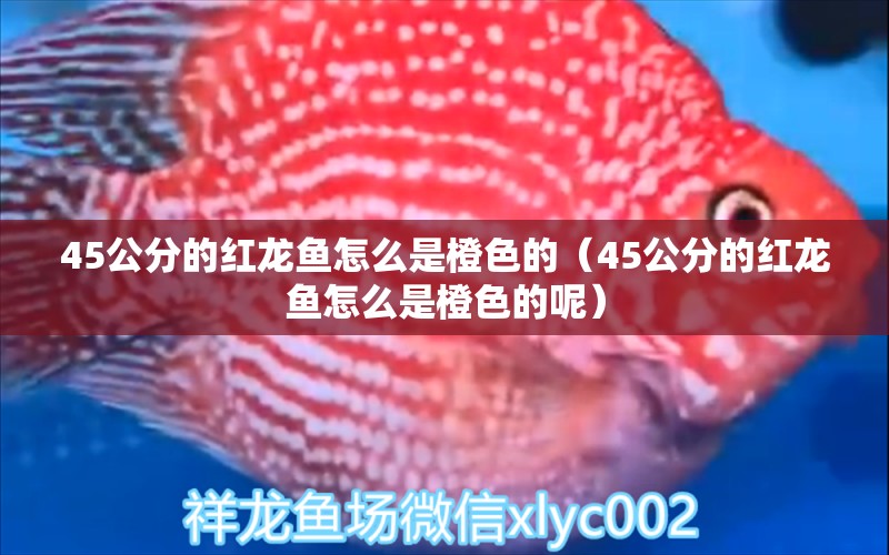 45公分的紅龍魚怎么是橙色的（45公分的紅龍魚怎么是橙色的呢）